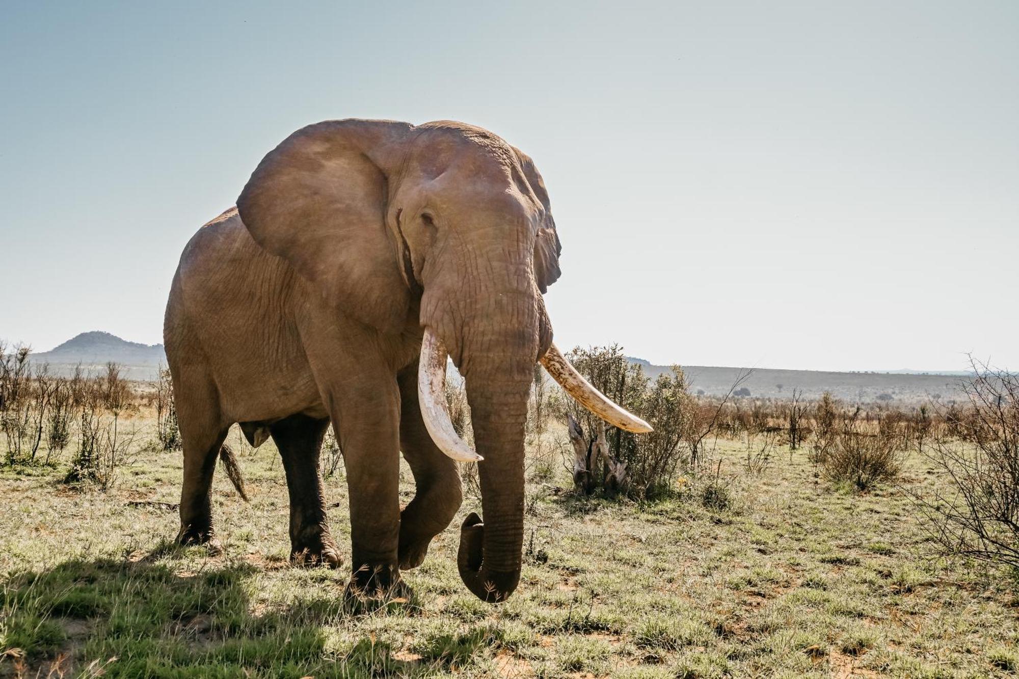 Mdluli Safari Lodge Hazyview Zewnętrze zdjęcie