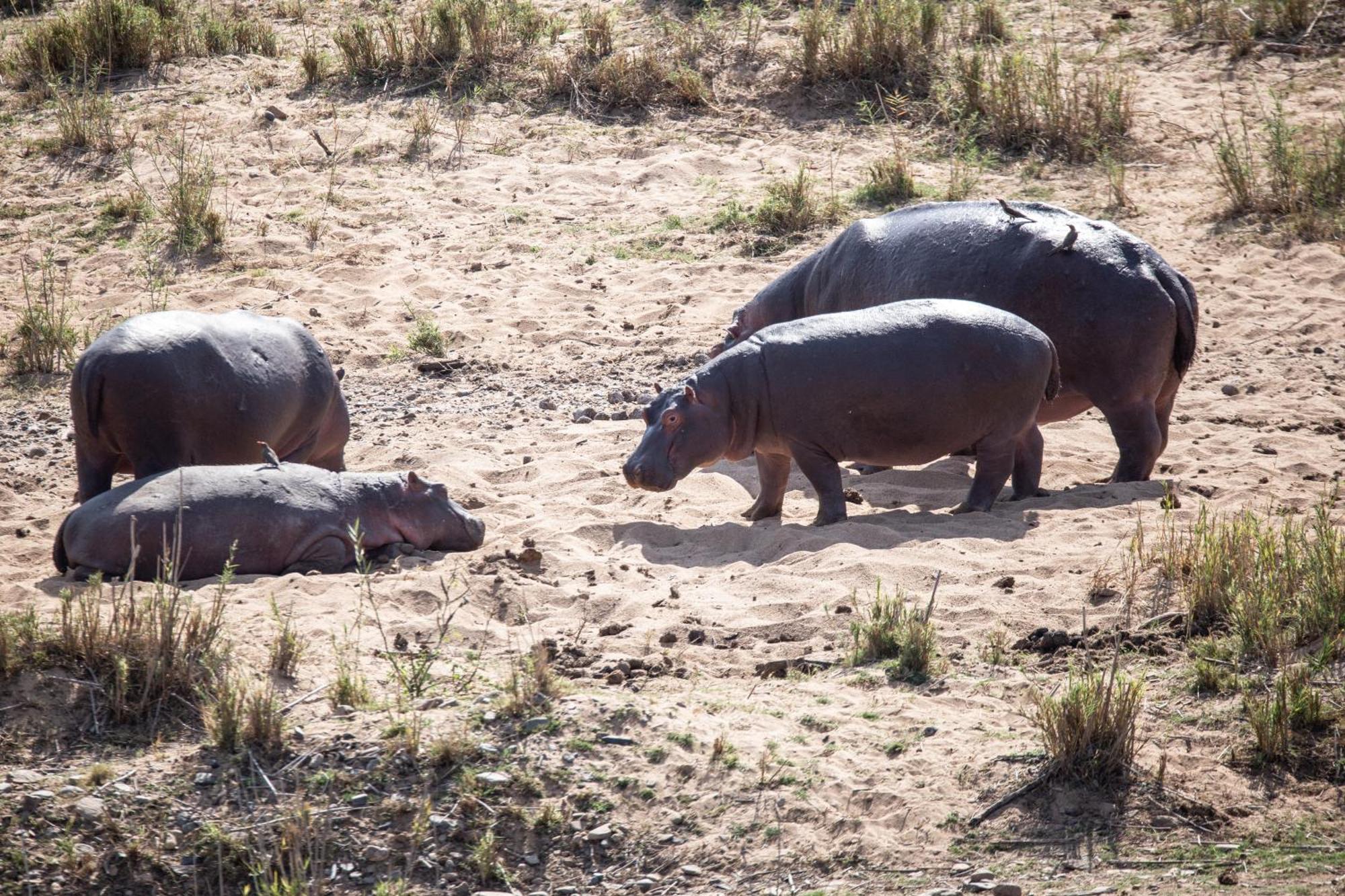 Mdluli Safari Lodge Hazyview Zewnętrze zdjęcie