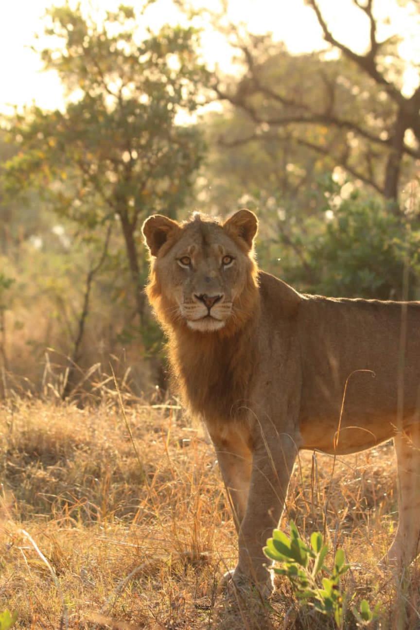 Mdluli Safari Lodge Hazyview Zewnętrze zdjęcie