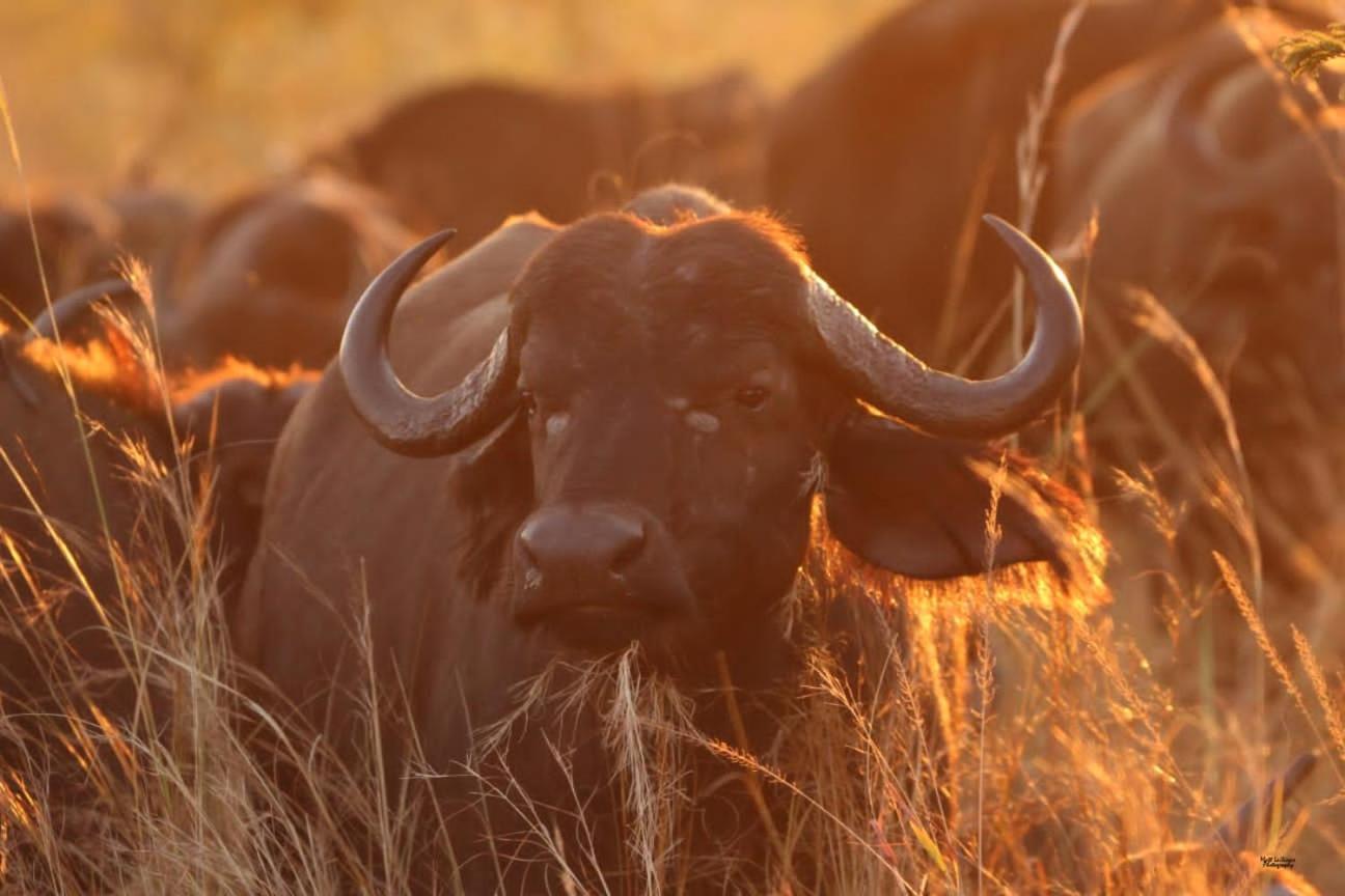 Mdluli Safari Lodge Hazyview Zewnętrze zdjęcie